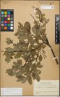 Foto von Salix glauca L.